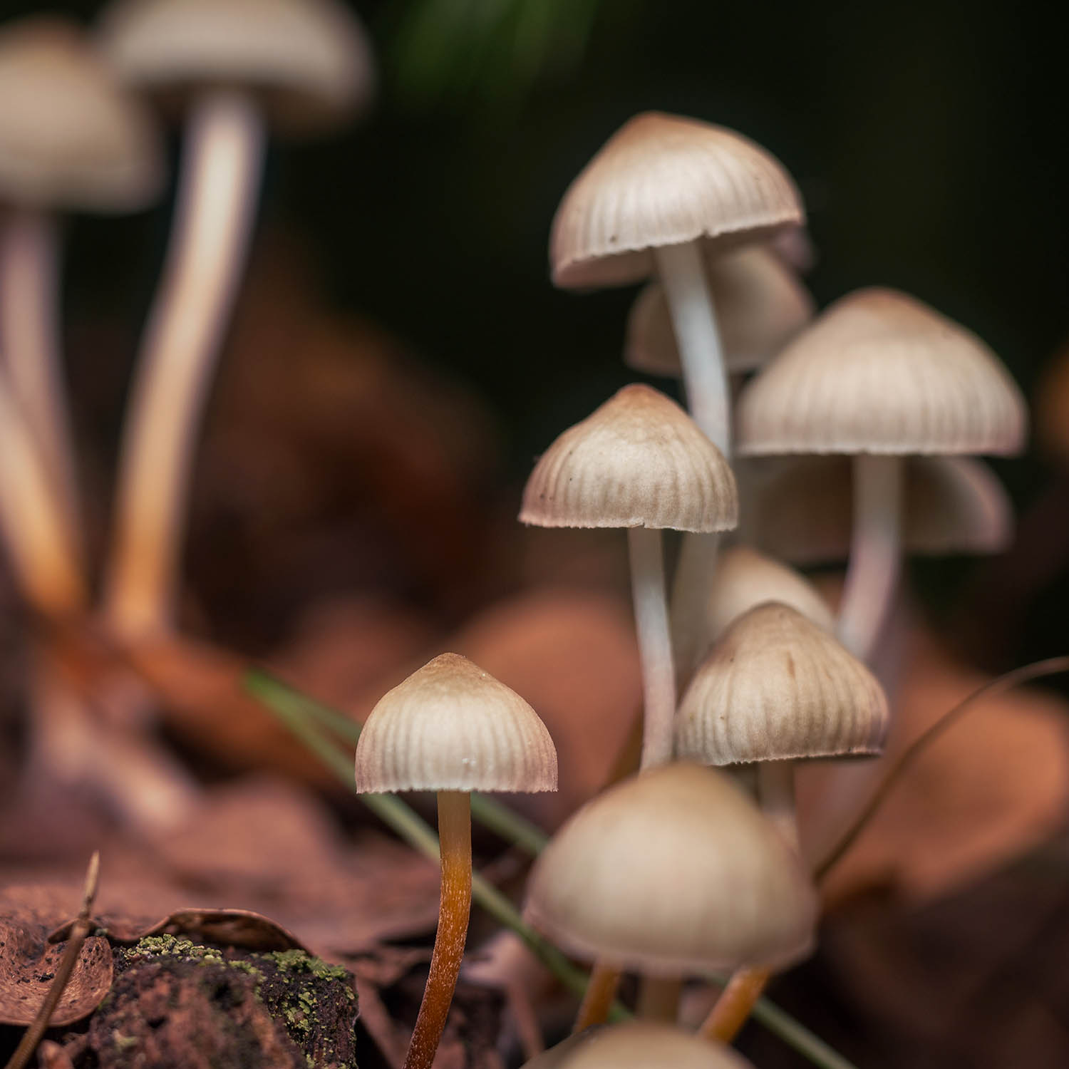 psilocybin mushrooms