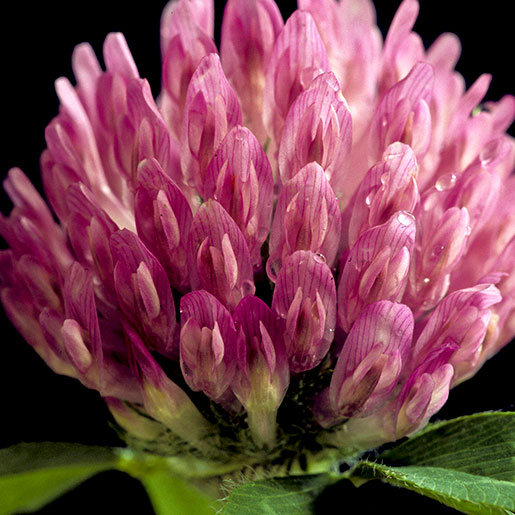 Red Clover NCCIH