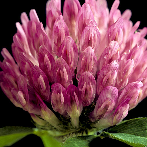 Red clover outlet plant