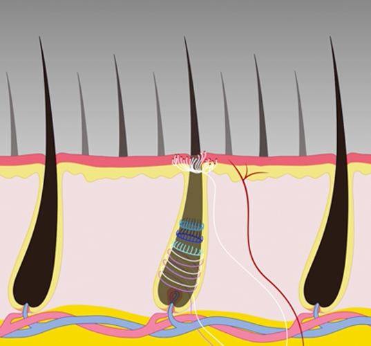 Hair follicle Hair follicle