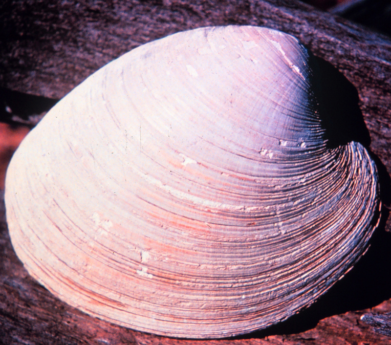 noaa_clam.jpg