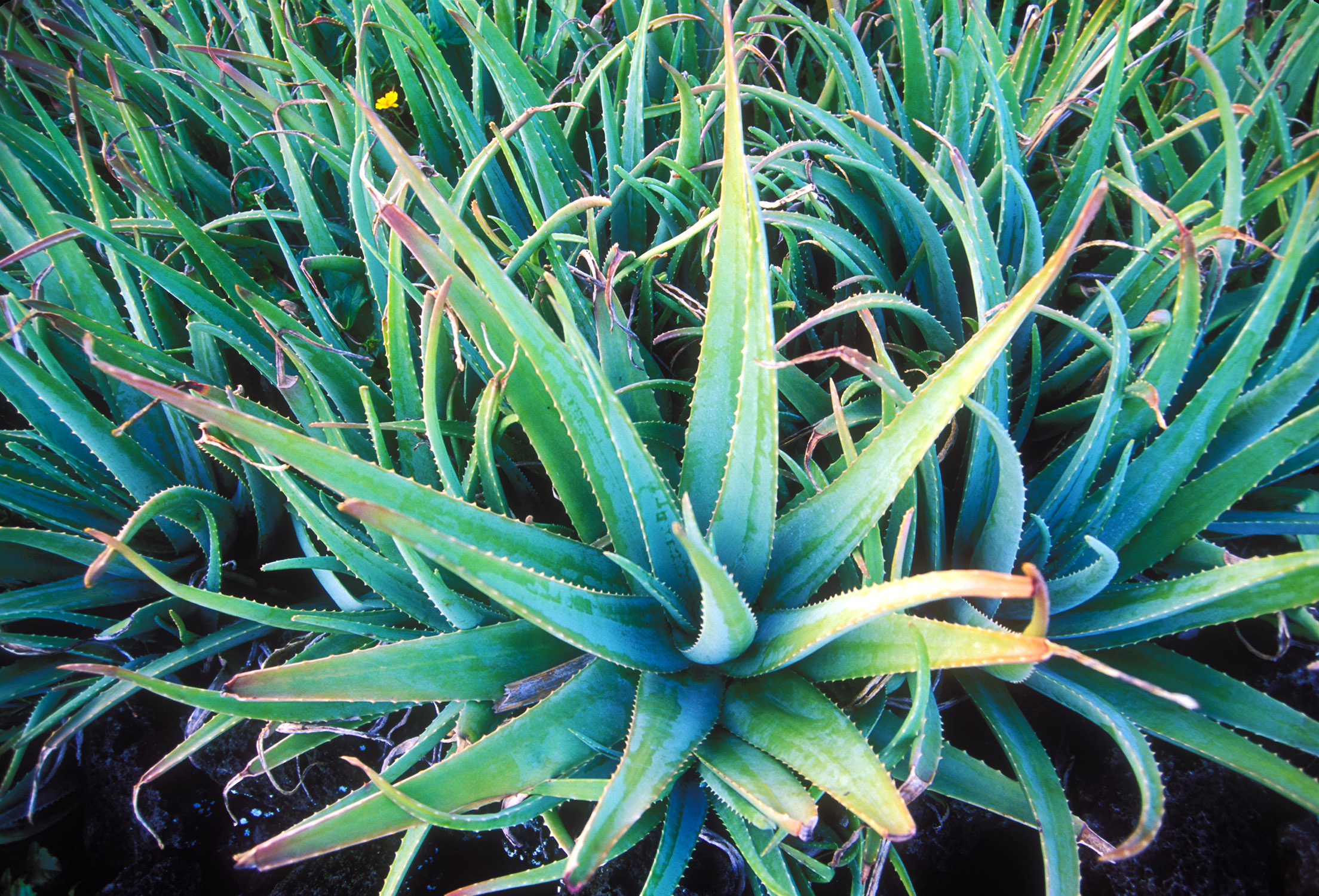 Best Quality Of Aloe Vera Plant In The World Plantă Blog 2467