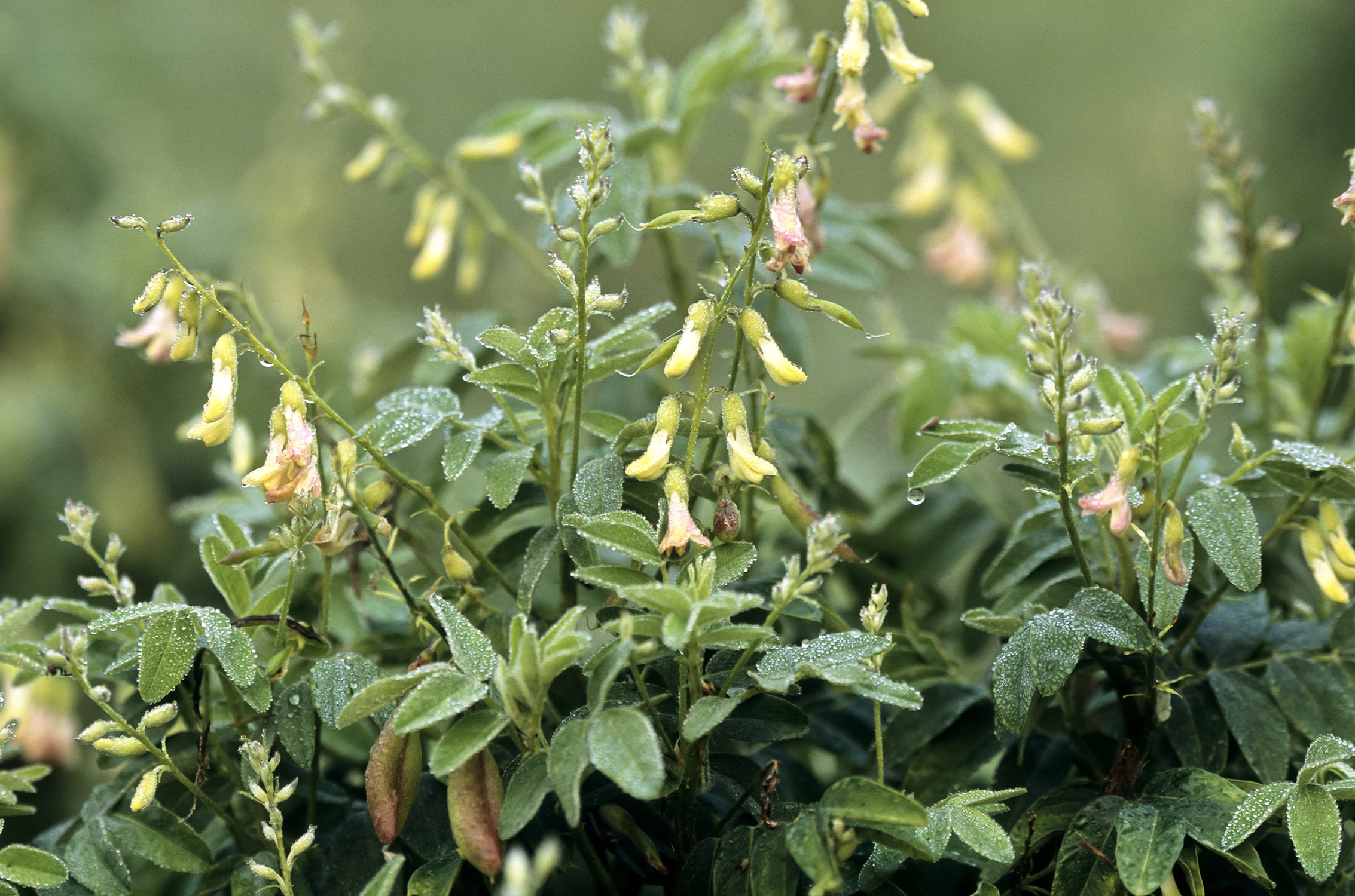 Astragalus | NCCIH2266 x 1500