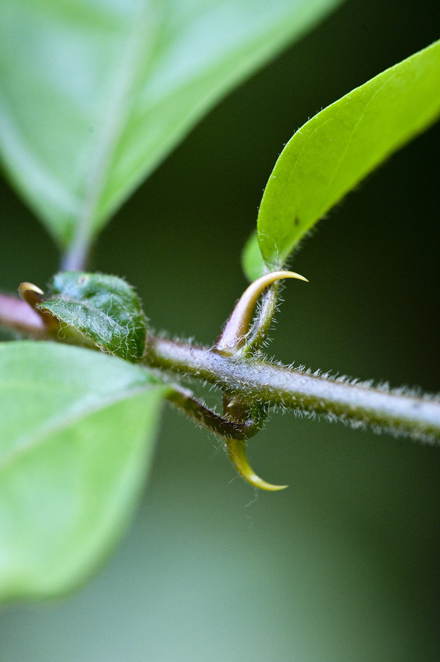 Cat's Claw | NCCIH