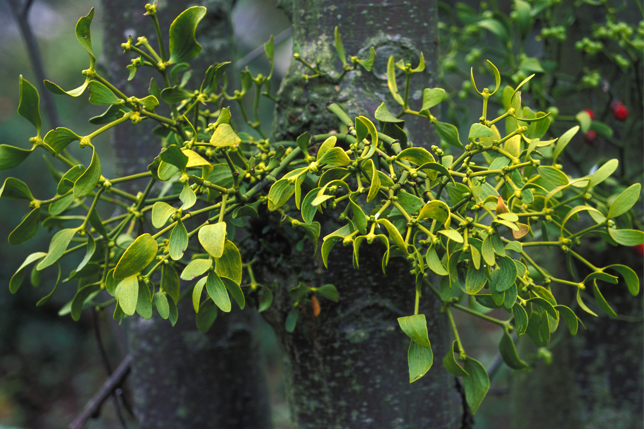 Image result for mistletoe