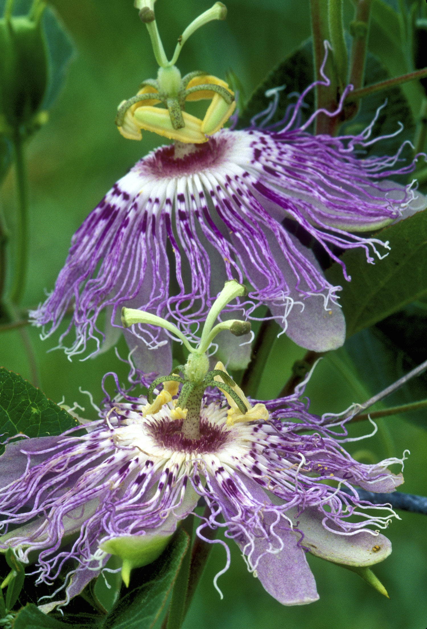 Passionflower  NCCIH