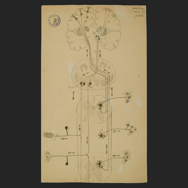 Cajal Legacy. Instituto Cajal (CSIC), Madrid