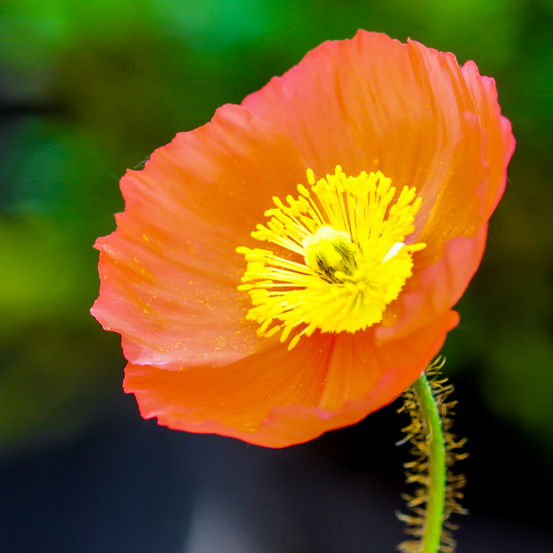 poppy_papaveroideae_thinkstockphotos-610785418_square.jpg