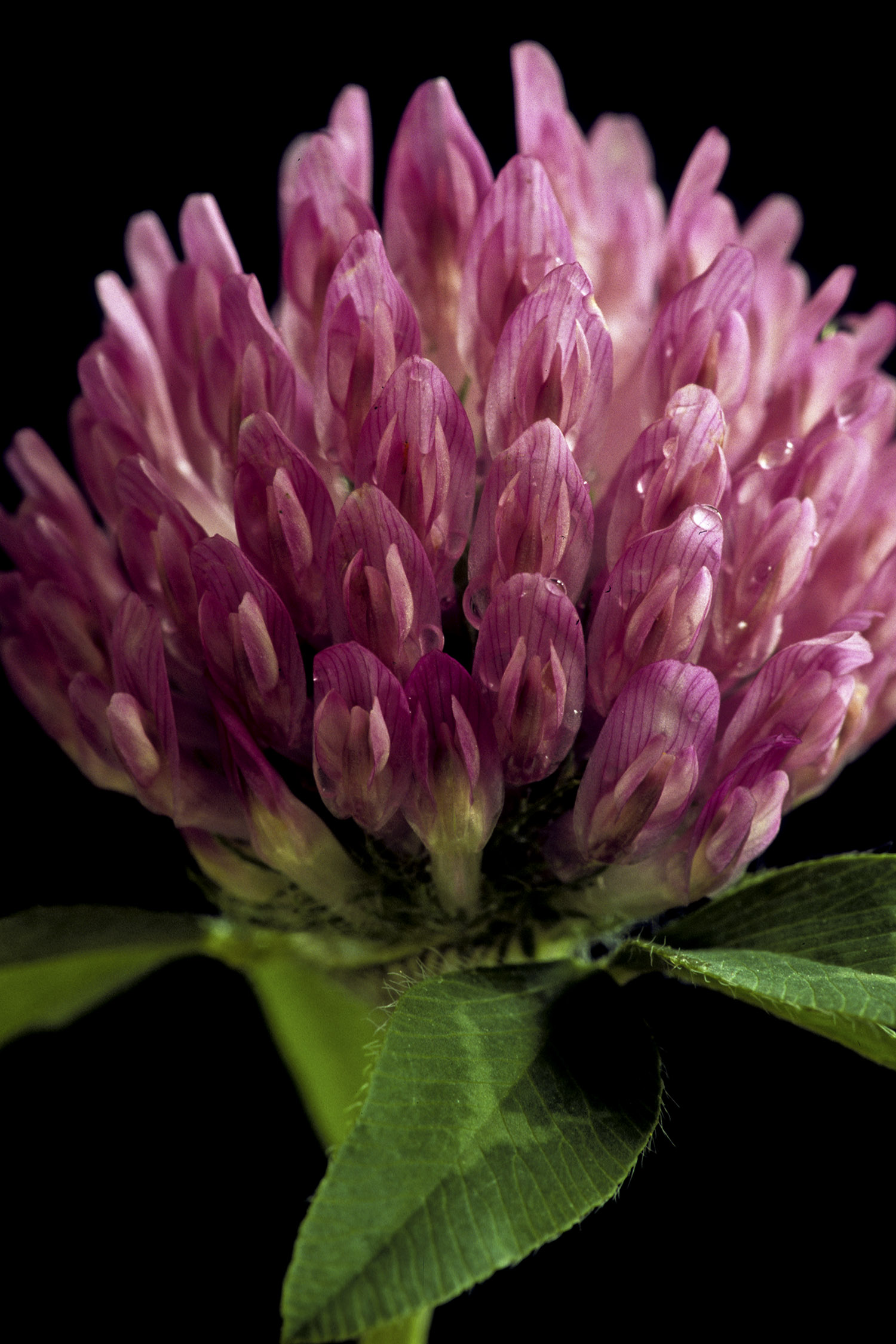 Red Clover | NCCIH