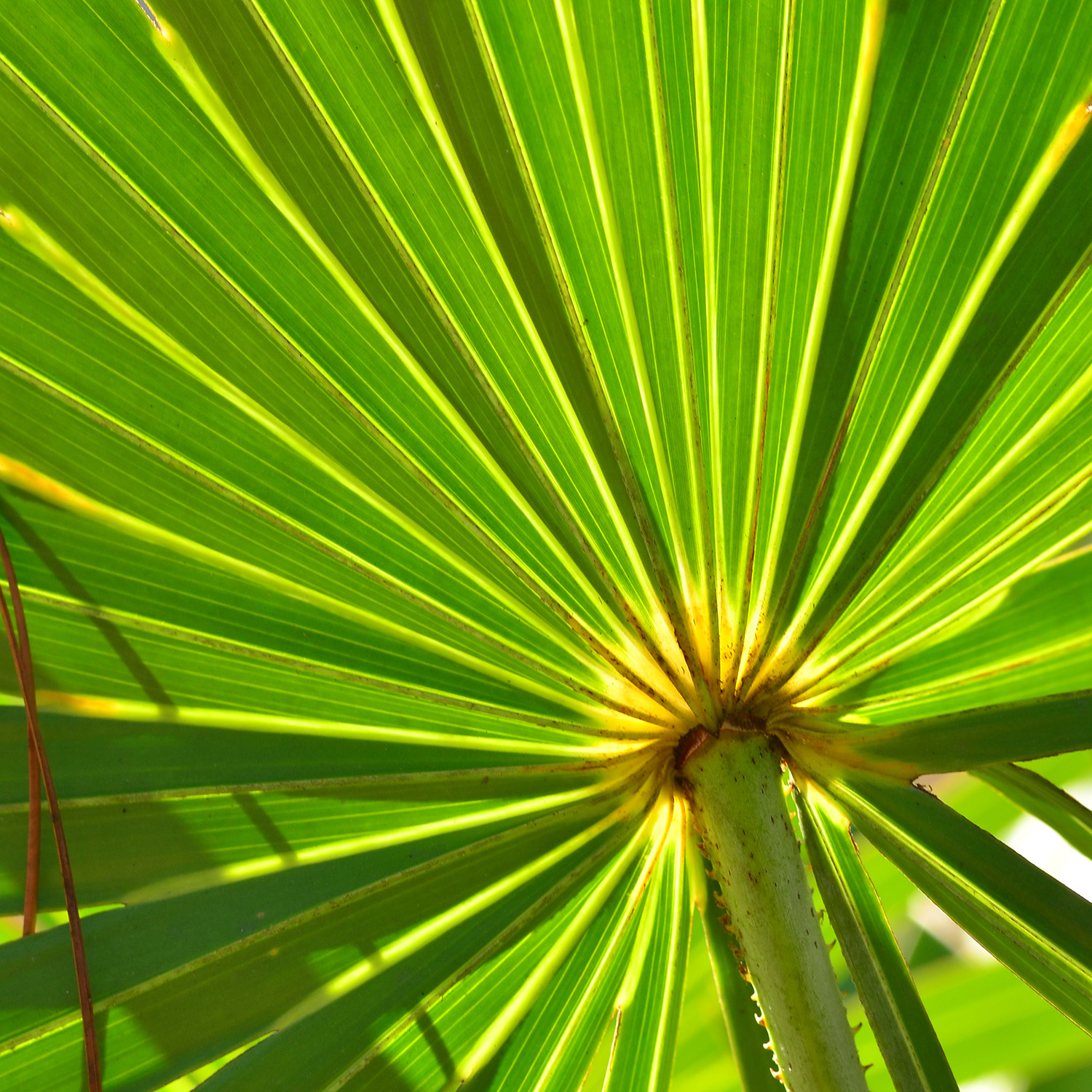 Spotlight on Saw Palmetto | NCCIH