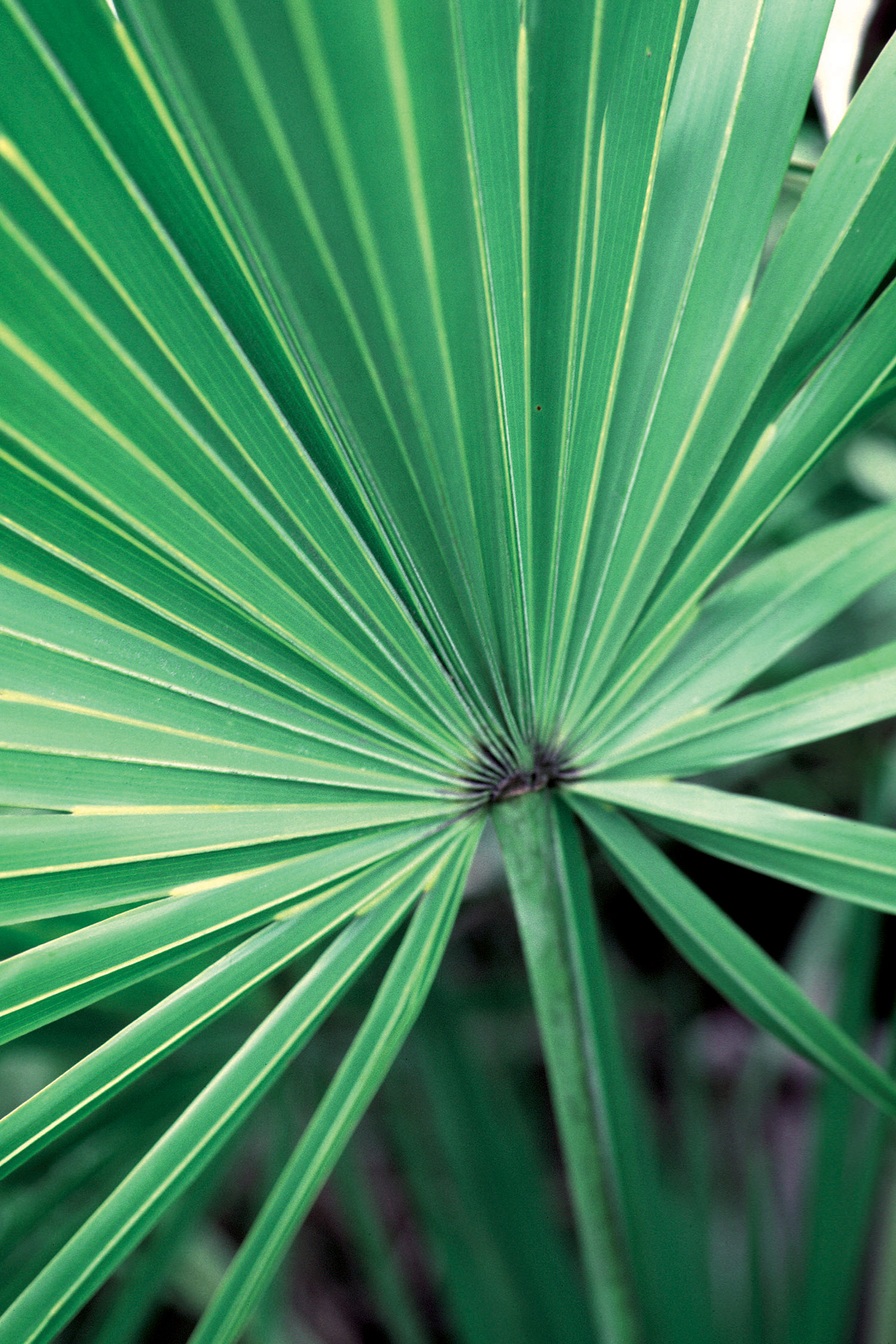 Saw Palmetto 