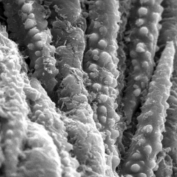 Under a moderately high magnification of 888x, this scanning electron micrograph (SEM) revealed some of the morphologic ultrastructural surface details of one of the very small flower buds clustered in the center of a white dogwood flower, Cornus florida.