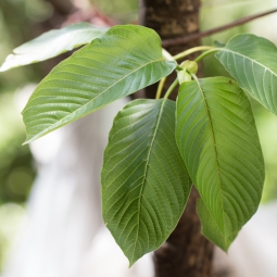 Mitragyna speciosa Kratom Mitragyna speciosa