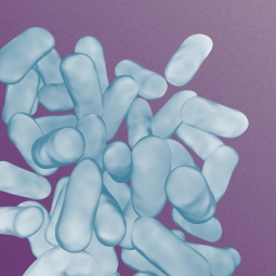 Lactobacillus Bacteria