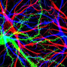 Nerve cells in the brain