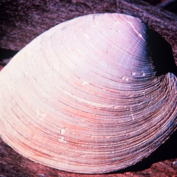 Arctica islandica, a clam.