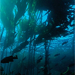 Kelp forest.