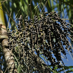 Acai