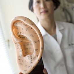Doctor holds model of ear acupuncture points.