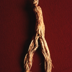 Asian Ginseng