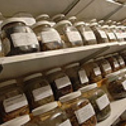 Rows of dried herbs line the shelves.