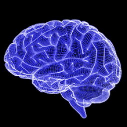 A 3d graphic representation of a brain.