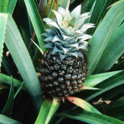 Bromelain