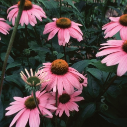 Echinacea