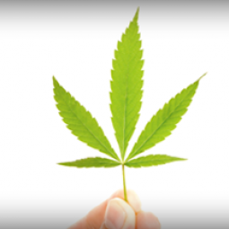 A hand holding a Marijuana leaf