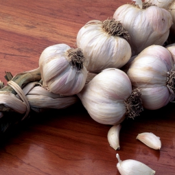 Garlic