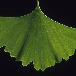 Ginkgo