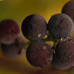 Grapes