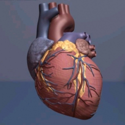 A 3d computer generated illustration of the human heart.