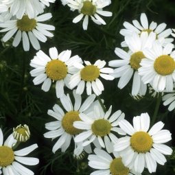 Chamomile