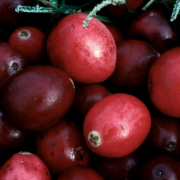 Cranberry