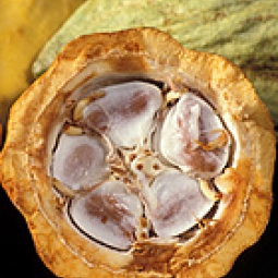 Cocoa beans in a cacao pod