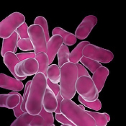 Color enhanced scanning electron micrograph (SEM) of the bacteria Lactobacillus
