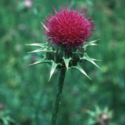Milk Thistle