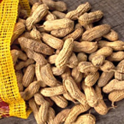 Peanuts