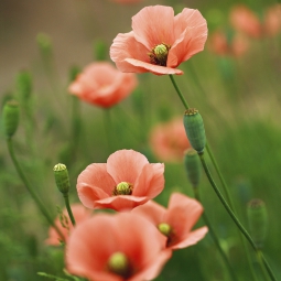 Poppy flowers