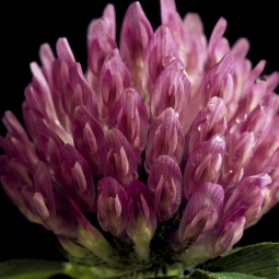Red Clover