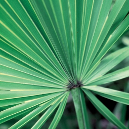 Saw Palmetto