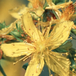 St. John's wort flower