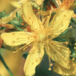 St. John's wort