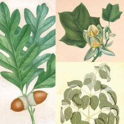 Civil War plant medicines