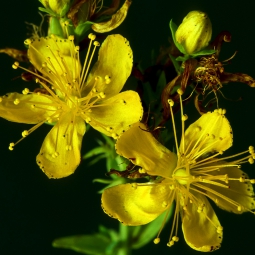 St. John's Wort
