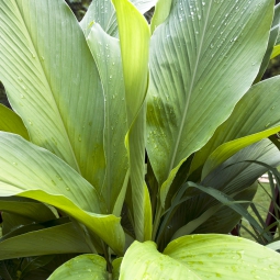 Turmeric