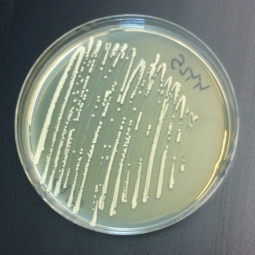 Yeast culture plate
