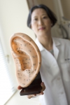Doctor displays a model of acupuncture points on the ear.