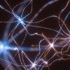 neurons